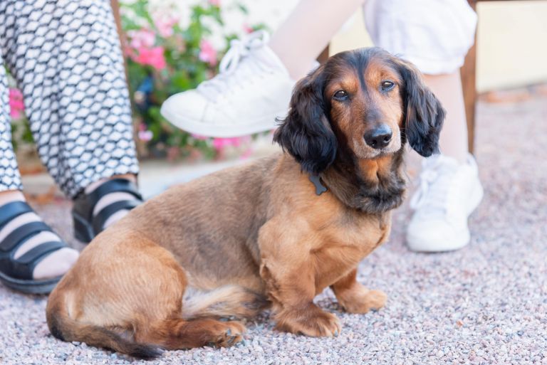 Elliott, le chien de la maison